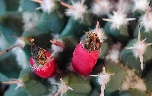 Mammillaria vallensis var. brevispina (2).jpg